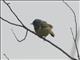 MacGillivrays Warbler (Geothlypis tolmiei) - Male