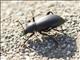 California Darkling Beetle (Coelocnemis californica)