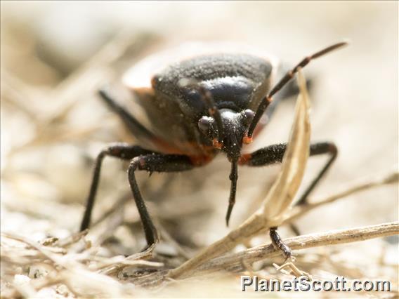 Boxelder Bug (Boisea rubrolineata)