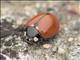 California Lady Beetle (Coccinella californica)