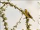 Grassland Yellow-Finch (Sicalis luteola)