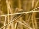 Grassland Yellow-Finch (Sicalis luteola) - Female