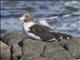 Belchers Gull (Larus belcheri)