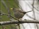 Slender-billed Finch (Xenospingus concolor)