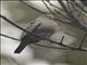 Croaking Ground-Dove (Columbina cruziana)