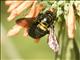 Azapa Carpenter Bee (Xylocopa ssp)