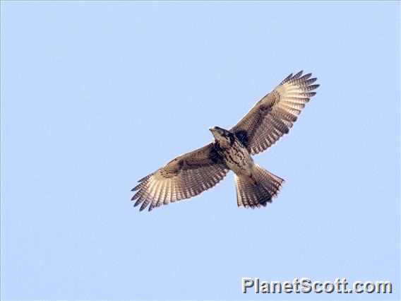 Harris's Hawk (Parabuteo unicinctus) - Juvenile