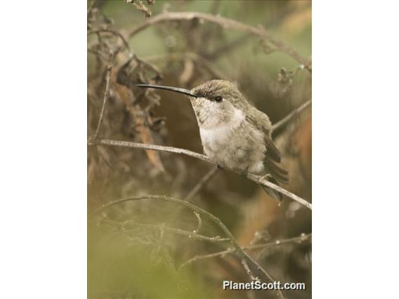 Oasis Hummingbird (Rhodopis vesper) - Juvenile