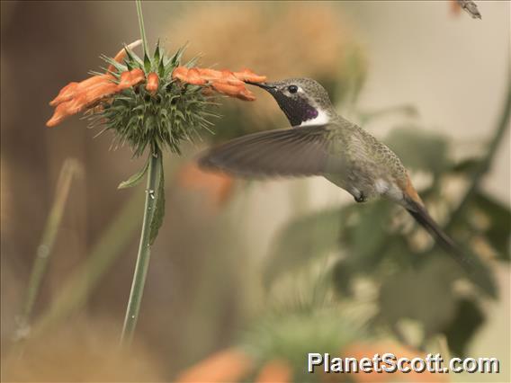 Oasis Hummingbird (Rhodopis vesper) - Female