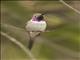 Oasis Hummingbird (Rhodopis vesper) - Male