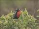 Peruvian Meadowlark (Leistes bellicosus)