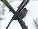 Striped Woodpecker (Dryobates lignarius)
