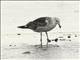 Kelp Gull (Larus dominicanus) - 1st Winter