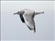 Brown-hooded Gull (Chroicocephalus maculipennis)