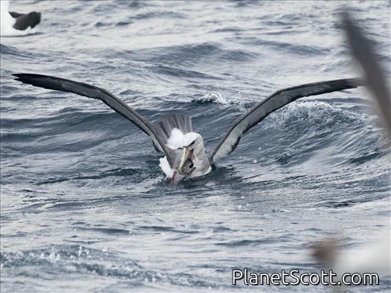 Salvin's Albatross (Thalassarche salvini)