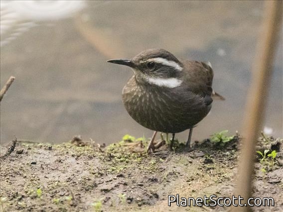 Dark-bellied Cinclodes (Cinclodes patagonicus)
