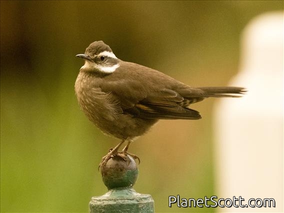 Buff-winged Cinclodes (Cinclodes fuscus)