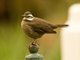 Buff-winged Cinclodes (Cinclodes fuscus)