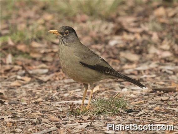 Austral Thrush (Turdus falcklandii)