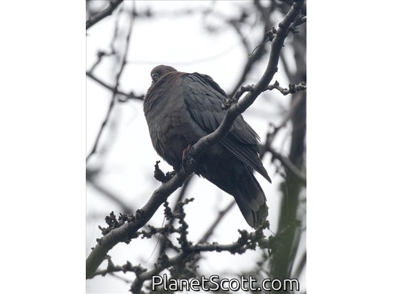 Chilean Pigeon (Patagioenas araucana)
