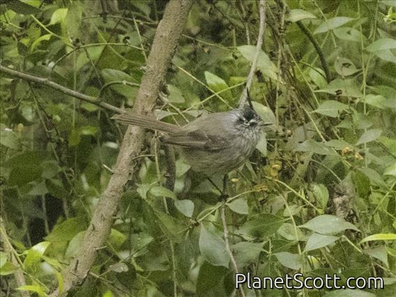 Tufted Tit-Tyrant (Anairetes parulus)