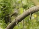 Patagonian Tyrant (Colorhamphus parvirostris)