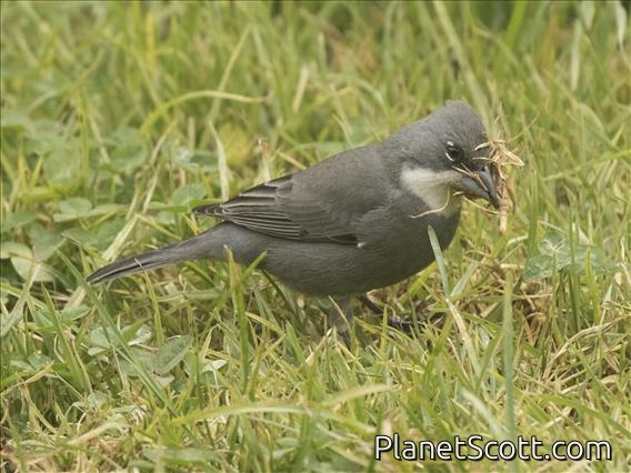Common Diuca-Finch (Diuca diuca)