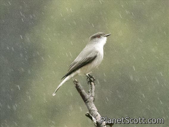 Fire-eyed Diucon (Xolmis pyrope)