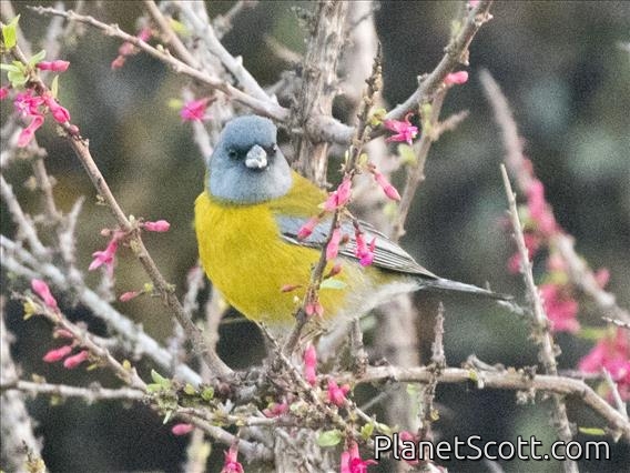 Gray-hooded Sierra-Finch (Phrygilus gayi)