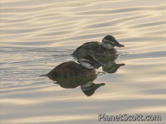 Lake Duck (Oxyura vittata)