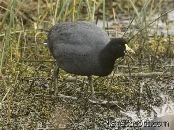 White-winged Coot (Fulica leucoptera)