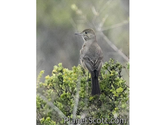 Great Shrike-Tyrant (Agriornis lividus)