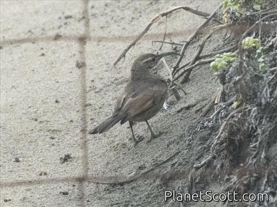 Patagonian Forest Earthcreeper (Upucerthia satura)