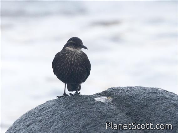 Seaside Cinclodes (Cinclodes nigrofumosus)