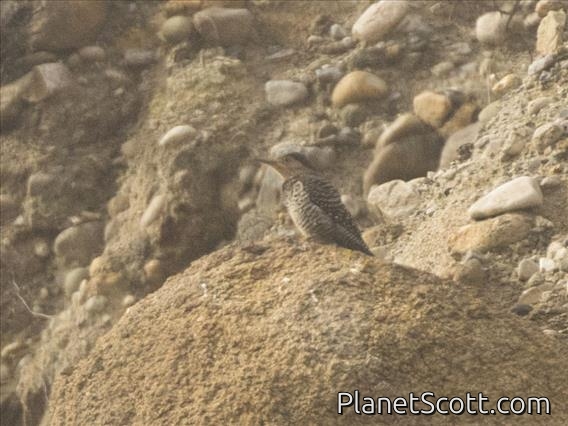 Chilean Flicker (Colaptes pitius)