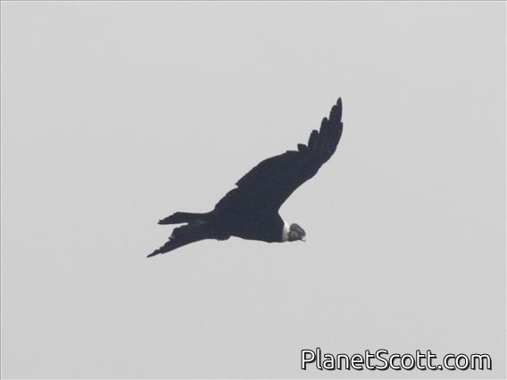 Andean Condor (Vultur gryphus)