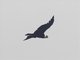 Andean Condor (Vultur gryphus)