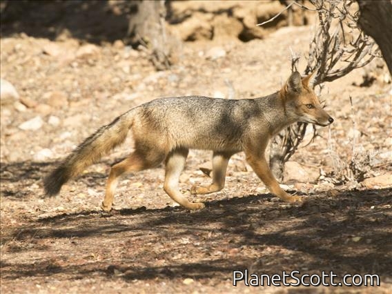 Culpeo (Pseudalopex culpaeus)