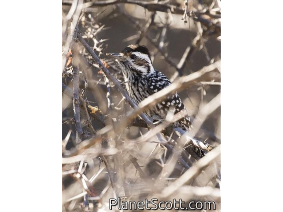 Striped Woodpecker (Dryobates lignarius) - Female
