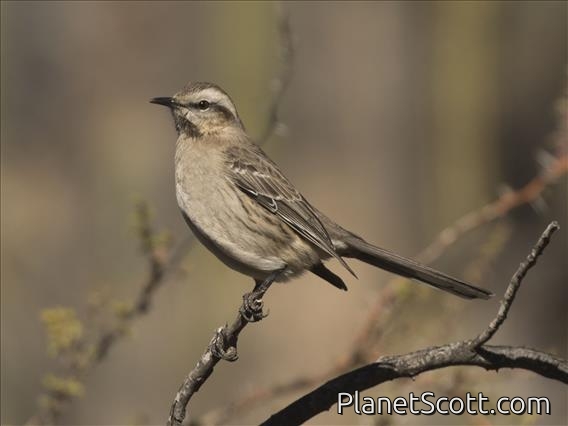 Chilean Mockingbird (Mimus thenca)