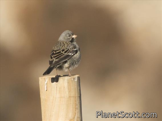 Mourning Sierra-Finch (Rhopospina fruticeti)