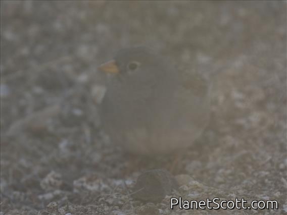 Band-tailed Sierra-Finch (Porphyrospiza alaudina)