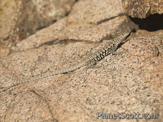 Braided Tree Iguana (Liolaemus platei)