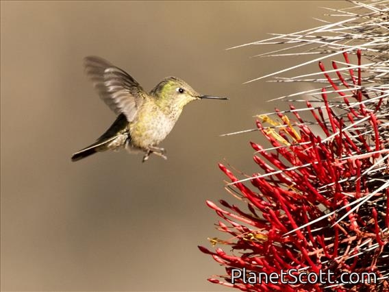 Green-backed Firecrown (Sephanoides sephaniodes) - Female