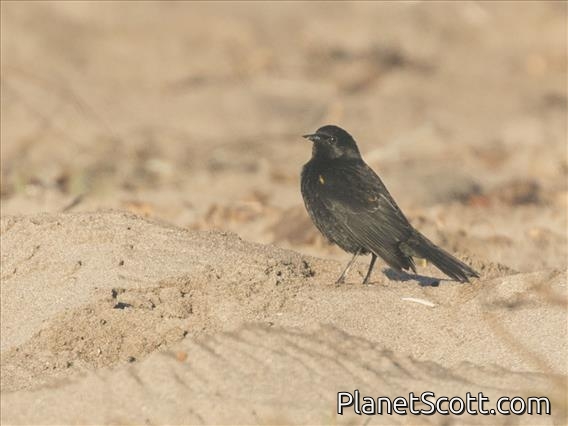 Yellow-winged Blackbird (Agelasticus thilius)