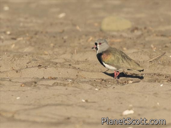Southern Lapwing (Vanellus chilensis)