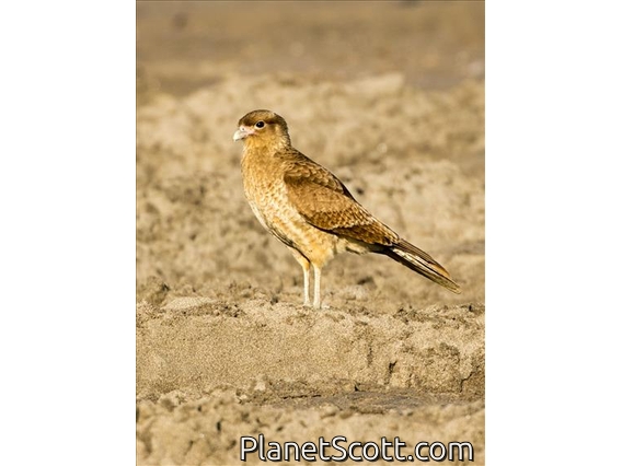 Chimango Caracara (Milvago chimango)