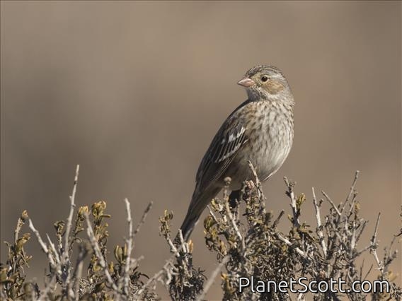 Mourning Sierra-Finch (Rhopospina fruticeti) - Female