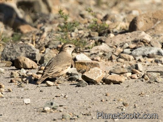 Rufous-banded Miner (Geositta rufipennis)
