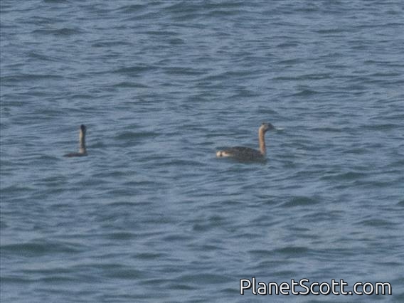 Great Grebe (Podiceps major)